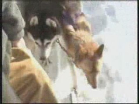 Chien de Traineau Raid Musher - Vercors