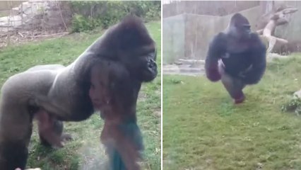 La réaction terrifiante d'un gorille quand un enfant frappe sa poitrine devant l'enclos