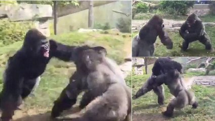 Une incroyable bagarre entre deux gorilles dans un zoo