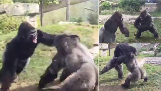 Une incroyable bagarre entre deux gorilles dans un zoo