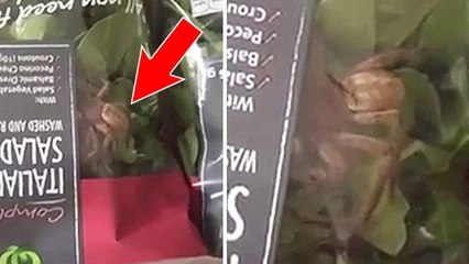 Une femme découvre une gigantesque araignée vivante dans un sachet de salade !