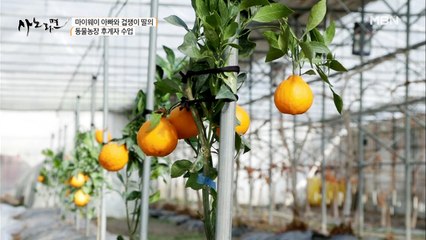딸을 위해 제주도에서 공수한 감귤묘목~♥