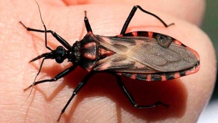 Triatome : Si vous voyez cet insecte, ne le touchez surtout pas !