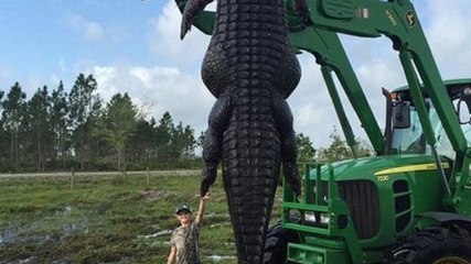 Floride : un fermier tue un alligator géant