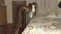 Elle se fait réveiller en pleine nuit par un python de plus de 5 mètres !