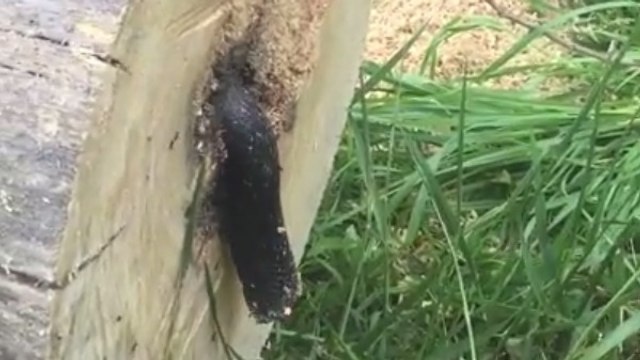 Etats- Unis : Il découvre un serpent dans le tronc d'arbre qu'il vient de tronçonner