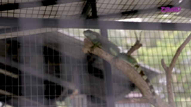 ZAYAN : SOP ibadah Korban AidilAdha