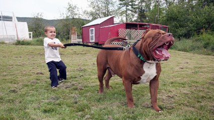 Hulk, le plus gros pitbull du monde pèse 80kg