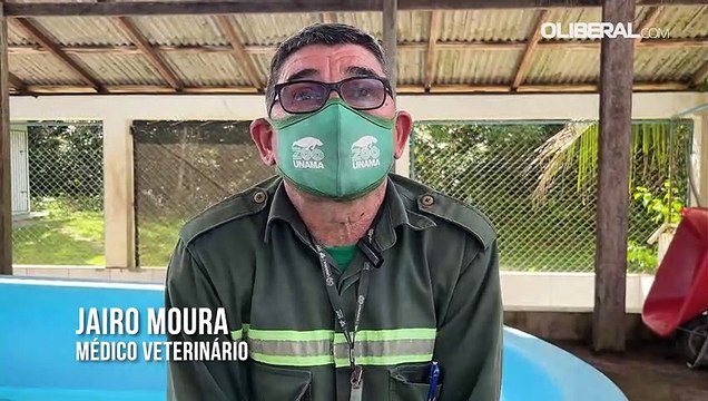 Em Santarém, projeto recupera peixes-bois órfãos para devolvê-los à natureza