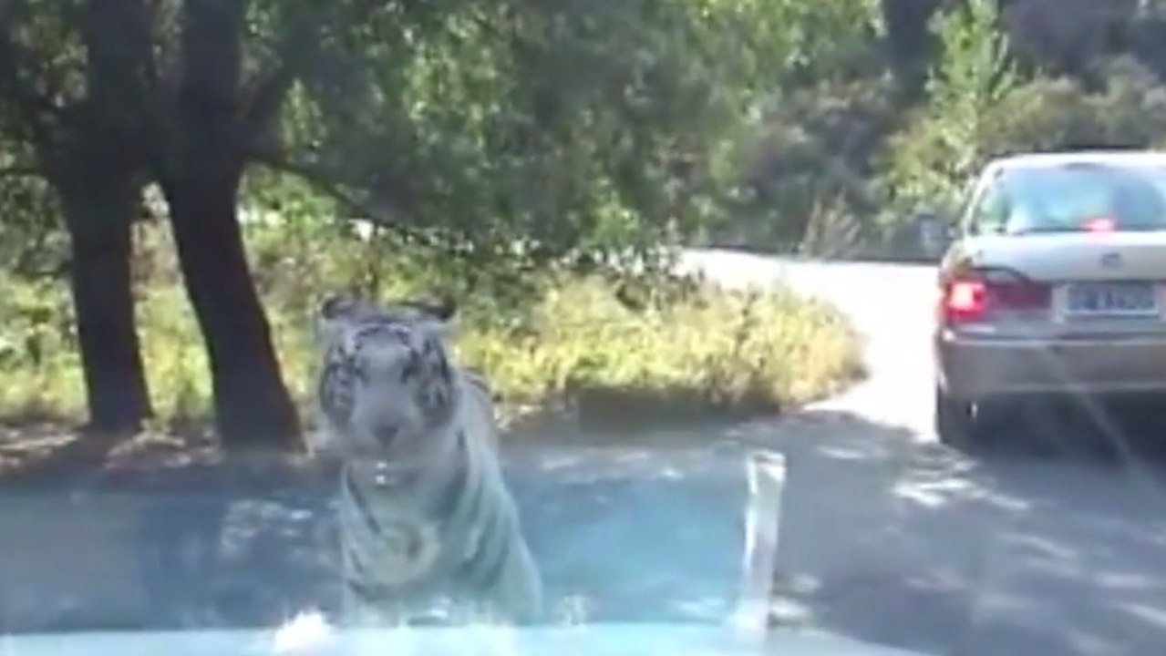 Un tigre s'attaque à une voiture et n'en fait qu'une bouchée
