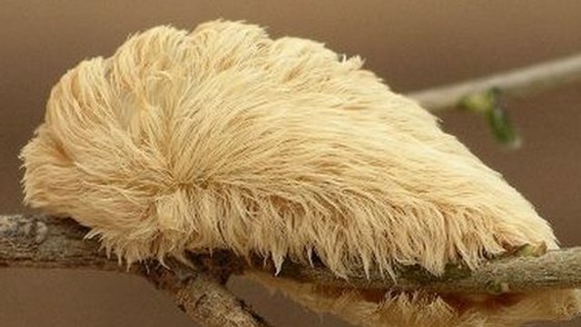 Chenille-chat : cet animal attendrissant est en réalité un vrai monstre