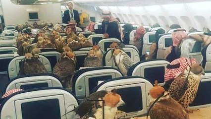 Un homme d'affaire turc réserve 80 places dans un avion pour voyager en compagnie de ses faucons