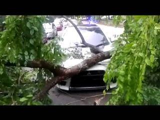 Pokok tumbang di Jalan Parlimen