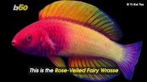 New Pink ‘Fairy Wrasse’ Fish Species Discovered by Maldivian Marine Biologist