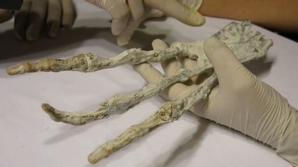 Des apprentis chercheurs découvrent une 'griffe d'alien' enterrée dans une grotte au Pérou