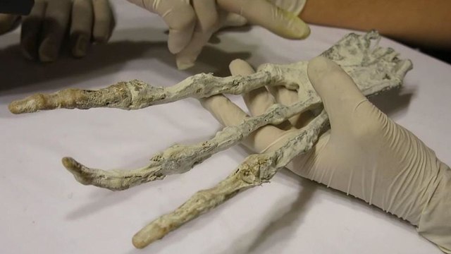 Des apprentis chercheurs découvrent une 'griffe d'alien' enterrée dans une grotte au Pérou