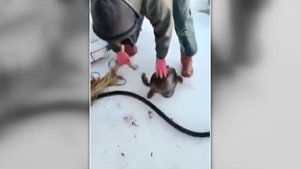 Bodrum'da ağa takılan deniz kaplumbağası kurtarılıp denize bırakıldı