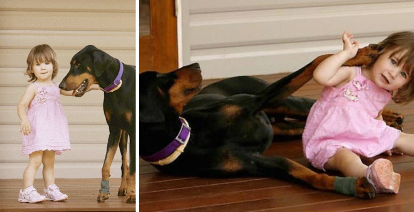 Une fillette de 17 mois sauvée de justesse de la morsure d'un serpent par son Doberman