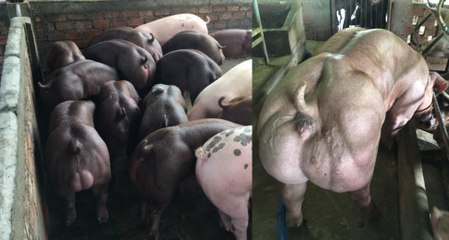 Cambodge : les images d'un élevage de cochons génétiquement modifiés provoque l'indignation