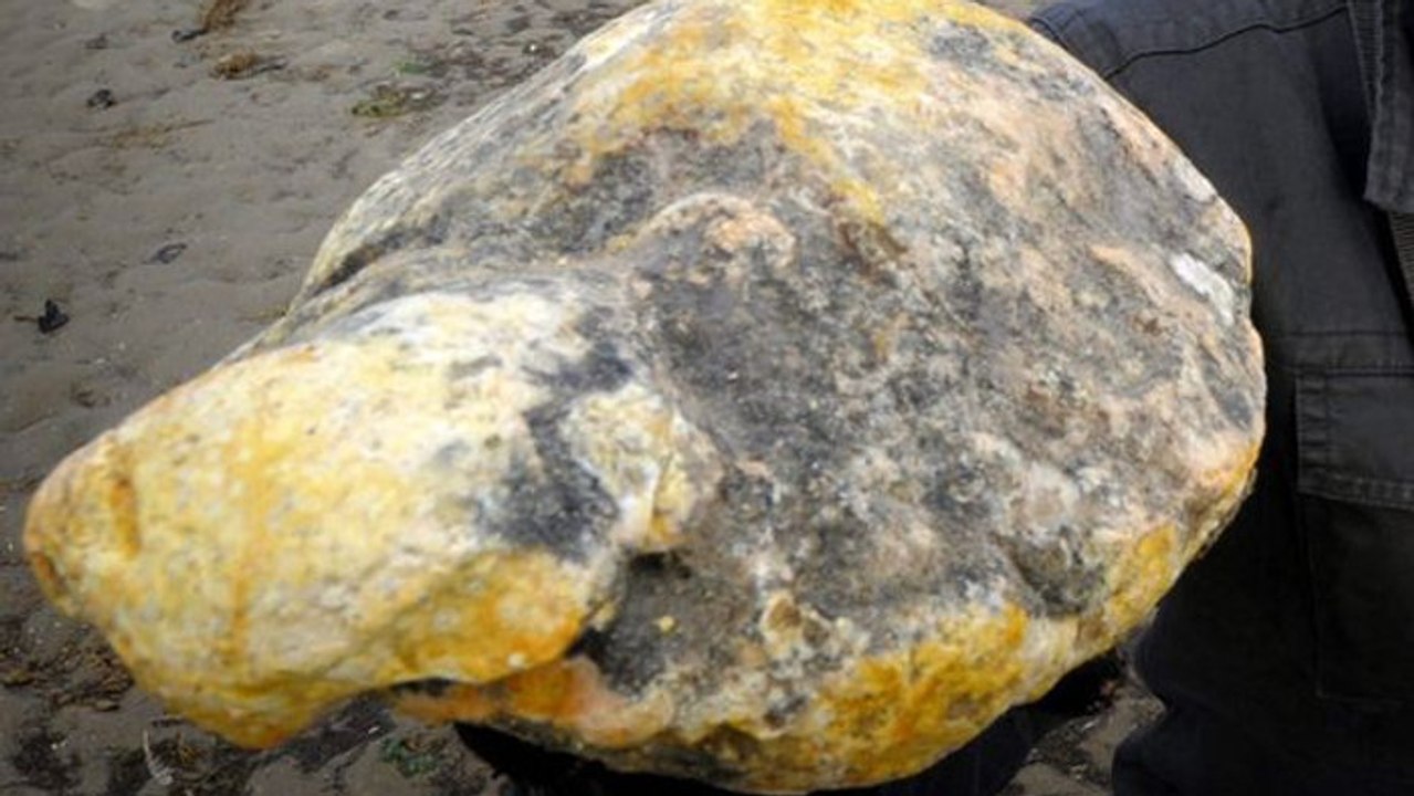 Ambre gris : le "vomi de cachalot" est une matière qui vaut plus cher que l'or