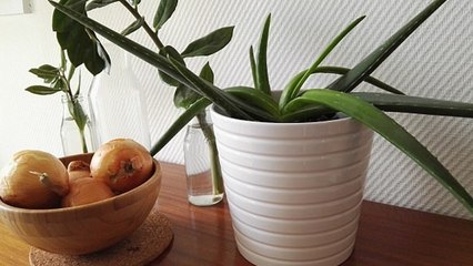 Selon la NASA, ces 3 plantes vous évitent les insomnies et les mauvais rhumes !