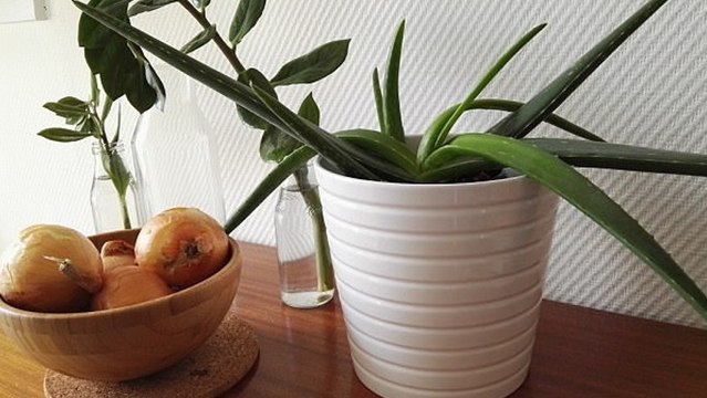 Selon la NASA, ces 3 plantes vous évitent les insomnies et les mauvais rhumes !