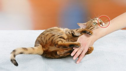 Maladie des griffes du chat : un danger bien réel pour la santé des humains