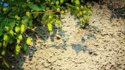 Des murs entiers de houblon vont être installés à Paris