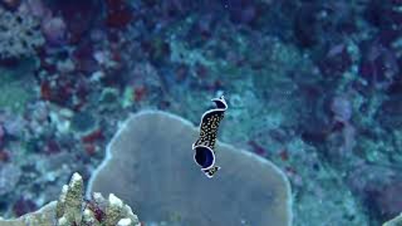 Flatworm Dancing Down to the Seafloor