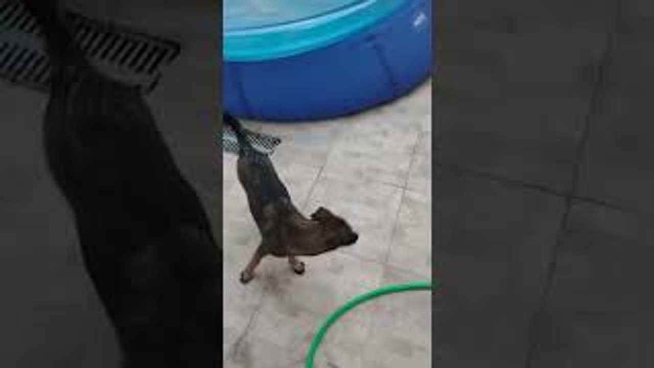 Pup Plays in Swimming Pool