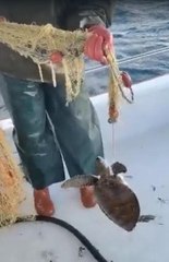 AĞA TAKILAN DENİZ KAPLUMBAĞASINI BALIKÇI KURTARDI
