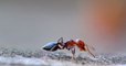 Des chercheurs français ont appris à des fourmis comment détecter les cancers, une première mondiale