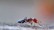 Des chercheurs français ont appris à des fourmis comment détecter les cancers, une première mondiale