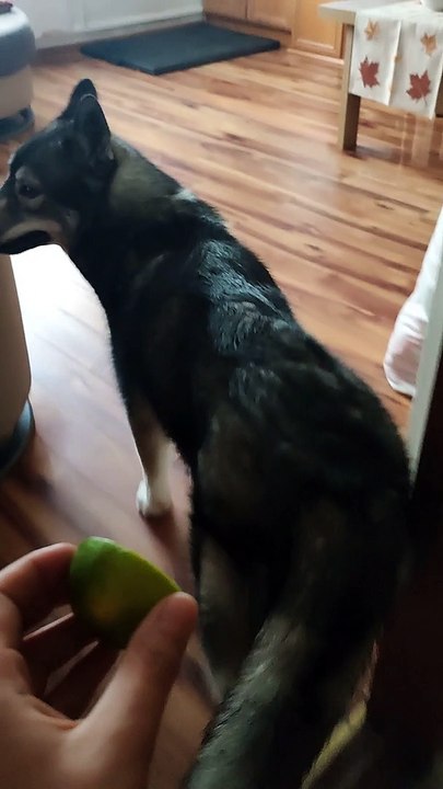 Husky Finds Lime Unappealing