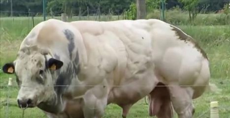 Le Belgian Blue est le taureau le plus musclé du monde, et attendez de le voir marcher