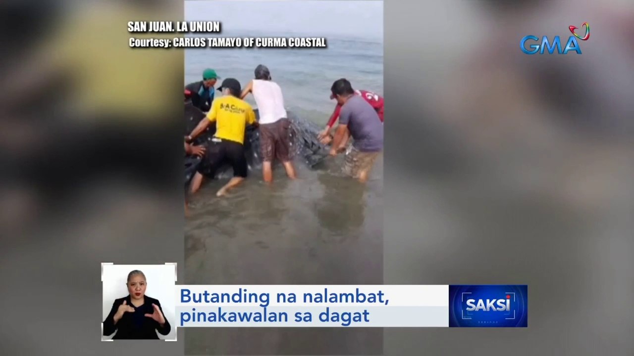 Butanding na nalambat sa La Union, pinakawalan sa dagat | Saksi