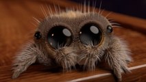 Qui est Lucas, la petite araignée dont les vidéos font le tour du web ces derniers jours ?