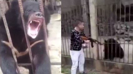 Birmanie : les images choquantes d'un touriste chinois qui tue un ours en cage