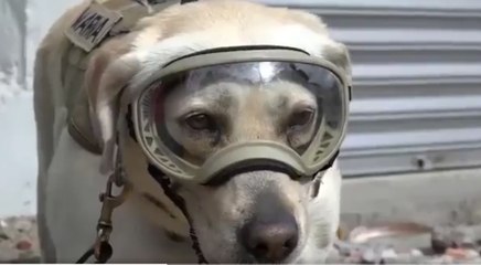 Mexique : ce chien sauveteur a déjà retrouvé 52 personnes et son histoire impressionne les internautes