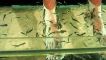 Les fish pédicures pourraient transmettre le VIH et l'hépatite C selon les scientifiques