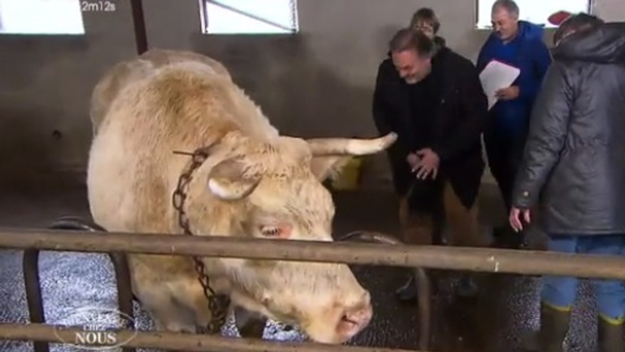 Bienvenue chez nous : un candidat frappé par une vache frôle la catastrophe !