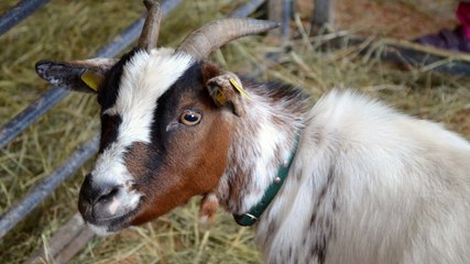 "J'ai quitté son job à 12 000€ par mois pour élever des chèvres"