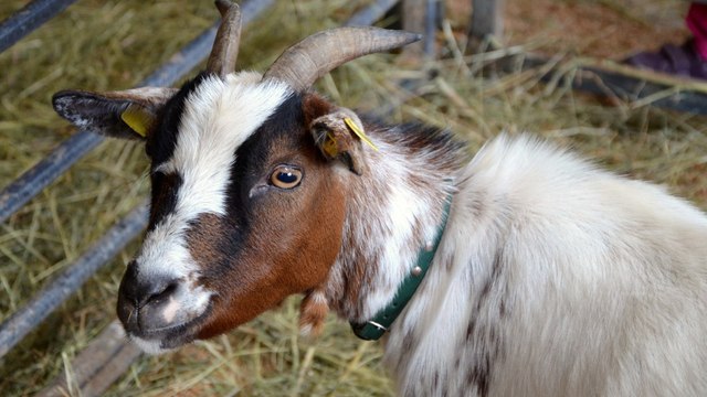 J'ai quitté son job à 12 000€ par mois pour élever des chèvres
