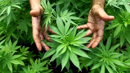 Le cannabis pourrait être la solution contre l'alcoolisme, selon une étude