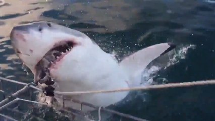 Ce requin a surpris des touristes et ils s'en souviendront