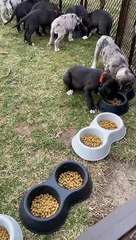 Puppies Haven't Yet Learned to Work Smarter, Not Harder