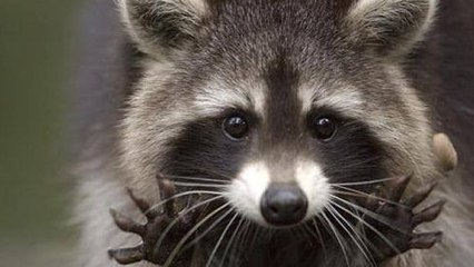 Un raton laveur s'introduit dans un magasin la nuit pour voler de l'alcool