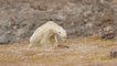 Cet ours polaire en train de mourir est la représentation parfaite de l'extinction d'une espèce