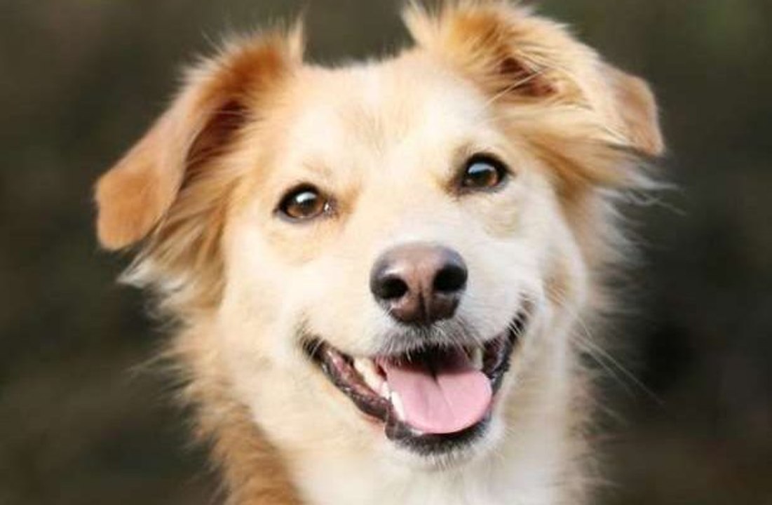 Ce comportement canin peut s'avérer très inquiétant et dangereux pour votre santé