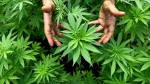 Une boutique de cannabis totalement légale vient d'ouvrir en France